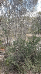 Leptospermum coriaceum