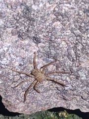 Heteropoda venatoria