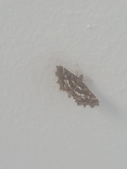 Diasemiopsis ramburialis