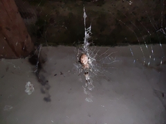 Zosis geniculata
