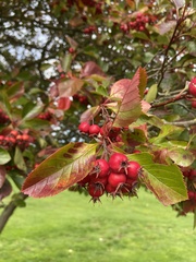 Crataegus persimilis