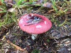 Russula sanguinea