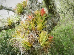 Aechmea recurvata
