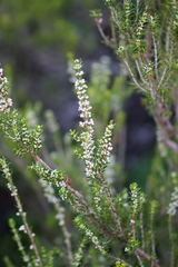 Erica manipuliflora