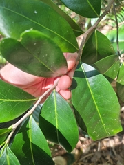 Siphonodon australis