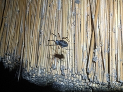 Nephilingis cruentata