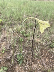 Gladiolus longicollis