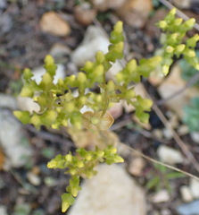 Sebaea grisebachiana