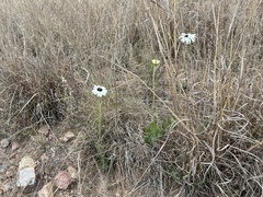 Callilepis laureola
