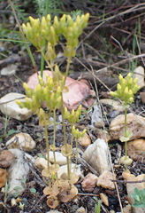 Sebaea grisebachiana