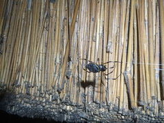 Nephilingis cruentata