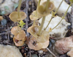 Sebaea grisebachiana