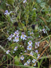 Euphrasia officinalis