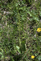 Neottia ovata