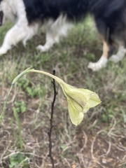 Gladiolus longicollis