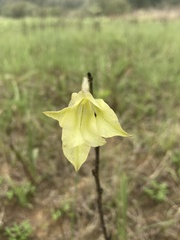 Gladiolus longicollis