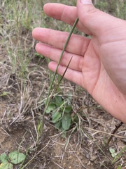 Gladiolus longicollis