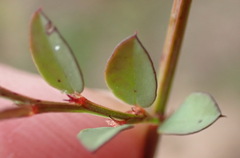 Phyllanthus heterophyllus