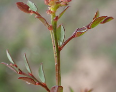 Phyllanthus heterophyllus