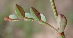 Phyllanthus heterophyllus