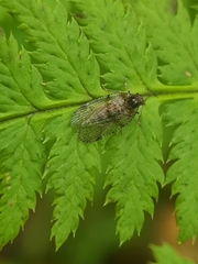 Cixius simplex