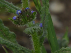 Anchusa