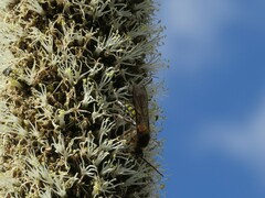 Thynnoidea