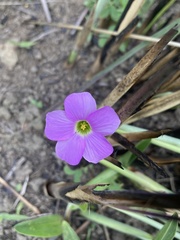 Oxalis smithiana