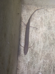 Protopterus aethiopicus