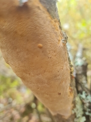 Fomitiporia punctata