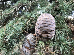 Cedrus atlantica