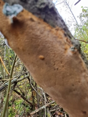 Fomitiporia punctata