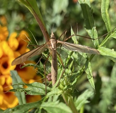 Tipula paludosa