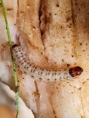 Triaxomera fulvimitrella