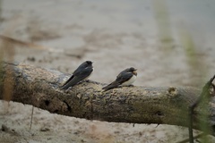 Hirundo rustica rustica