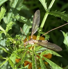 Tipula paludosa