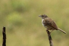 Ammodramus humeralis