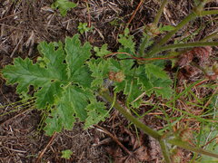 Pelargonium lobatum