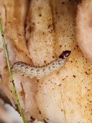 Triaxomera fulvimitrella