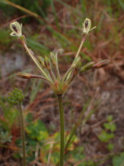 Pelargonium lobatum
