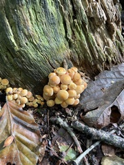 Hypholoma