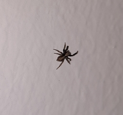 Arachnida
