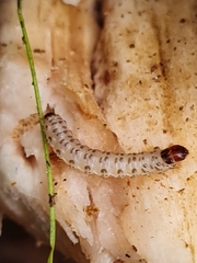 Triaxomera fulvimitrella