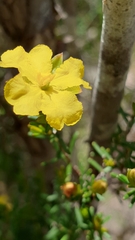 Hibbertia devitata