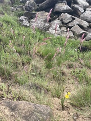 Melinis repens