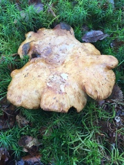 Suillus bovinus