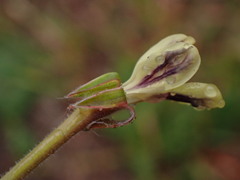 Pelargonium lobatum