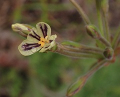 Pelargonium lobatum