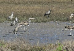 Numenius madagascariensis