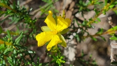Hibbertia devitata